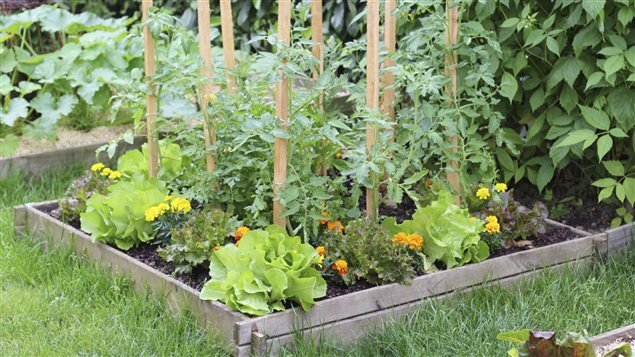 POTAGER  DE PETITS FRUITS ET LÉGUMES